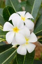 Blossom Frangipani