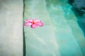 Blossom of Frangipani-Flower floating in pool