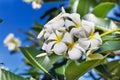 Blossom frangipani plumeria flower tree