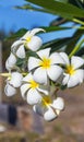 Blossom frangipani plumeria flower tree