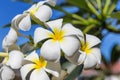 Blossom frangipani plumeria lilawadee flower tree