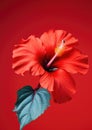 Green blossom red background beauty flora hibiscus closeup blooming flower nature plant Royalty Free Stock Photo