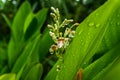 Blossom of galangal and leaf island water