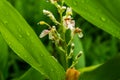 Blossom of galangal and leaf island water