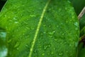 Blossom of galangal and leaf island water