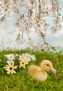 Blossom garden with easter duckling Royalty Free Stock Photo