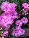 Blossom carnations