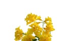 Yellow trumpet flower blossom in a garden on white isolated background Royalty Free Stock Photo