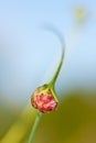 The blossom of garlic