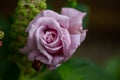 Pale pink garden rose close-up photo in a cloudly day Royalty Free Stock Photo