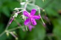 Blossom of a giant geranium, Geranium reuteri Royalty Free Stock Photo