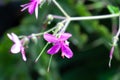 Blossom of a giant geranium, Geranium reuteri Royalty Free Stock Photo