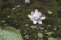 Giant water lilly in pond Royalty Free Stock Photo