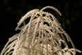 Blossom of goatsbeard Aruncus dioicus