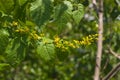 Blossom of Golden Rain tree or Koelreuteria paniculata close-up, selective focus, shallow DOF