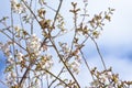 Blossom growing on a tree with white petals