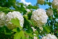 Blossom of guelder rose