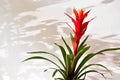 Blossom of Guzmania Bromelia. Sale. Pot plant, indoor plant, tropical plants. Red Guzmania Bromeliad Closeup. Fashion background