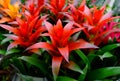 Blossom of Guzmania Bromelia. Sale. Pot plants, indoor plants, tropical plants. Several plants are located in the photograph.