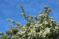 Blossom on Hawthorn tree, crataegus monogyna, blue sky Royalty Free Stock Photo