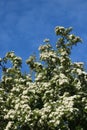 Blossom on Hawthorn tree, crataegus monogyna, blue sky Royalty Free Stock Photo