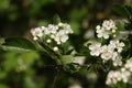 The blossom of a Hawthorn tree, Crataegus monogyna, in spring. Royalty Free Stock Photo