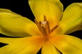 Macro of a yellow glossy tulip on black background Royalty Free Stock Photo