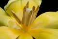 Blossom heart macro of a yellow glossy tulip on black background Royalty Free Stock Photo