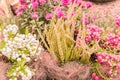 Blossom Heather Calluna backdrop. floral background. Blooming twigs of heather, autumn garden flower Royalty Free Stock Photo