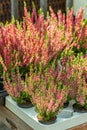 Blossom Heather Calluna vertical, red potted flowers in a flower shop. Heather sprigs fresh