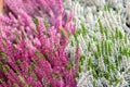 Blossom Heather Calluna white pink backdrop. Blooming twigs of common heather, autumn garden flower Royalty Free Stock Photo