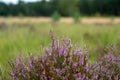 Blossom of heather plant in Kempen pine forest, North Brabant, N Royalty Free Stock Photo