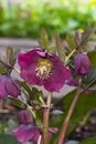 Blossom of helleborus hybridus, Christmas or Lenten rose, macro, selective focus, shallow DOF Royalty Free Stock Photo