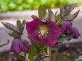 Blossom of helleborus hybridus, Christmas or Lenten rose, macro, selective focus, shallow DOF