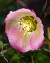 Blossom of helleborus hybridus, Christmas or Lenten rose, macro, selective focus, shallow DOF Royalty Free Stock Photo