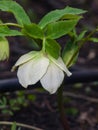 Blossom of helleborus hybridus, Christmas or Lenten rose, macro, selective focus, shallow DOF Royalty Free Stock Photo