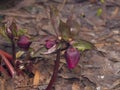 Blossom of helleborus hybridus, Christmas or Lenten rose, macro, selective focus, shallow DOF