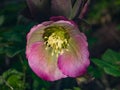 Blossom of helleborus hybridus, Christmas or Lenten rose, macro, selective focus, shallow DOF Royalty Free Stock Photo