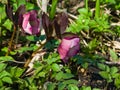 Blossom of helleborus hybridus, Christmas or Lenten rose, macro, selective focus, shallow DOF Royalty Free Stock Photo