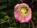 Blossom of helleborus hybridus, Christmas or Lenten rose, macro, selective focus, shallow DOF Royalty Free Stock Photo