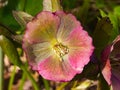 Blossom of helleborus hybridus, Christmas or Lenten rose, macro, selective focus, shallow DOF