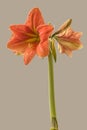 Hippeastrum (amaryllis) \