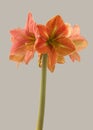 Blossom hippeastrum (amaryllis) \