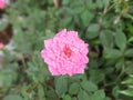 Blossom Holland Fairy pink rose flower in garden Royalty Free Stock Photo