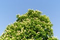 Blossom of horse-chestnut tree Royalty Free Stock Photo