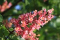 Blossom of horse chestnut tree Royalty Free Stock Photo