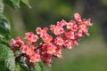 Blossom of horse chestnut tree Royalty Free Stock Photo