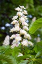 Blossom of horse chestnut tree Royalty Free Stock Photo