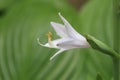 The blossom of Hosta, macro photography Royalty Free Stock Photo