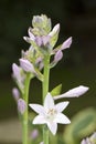 The blossoms of Hosta, macro photography Royalty Free Stock Photo